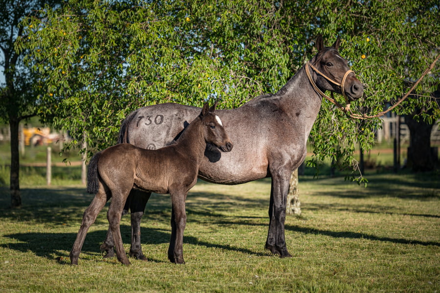 Lote Laucha del Queguay