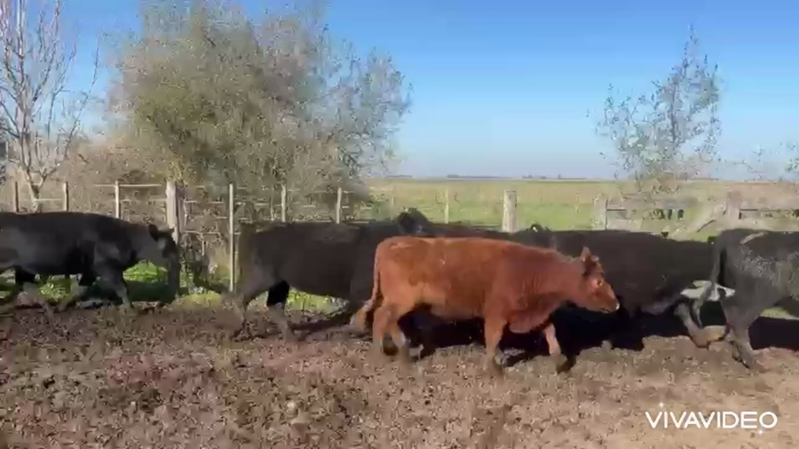 Lote 23 Vaquillonas P/ entorar