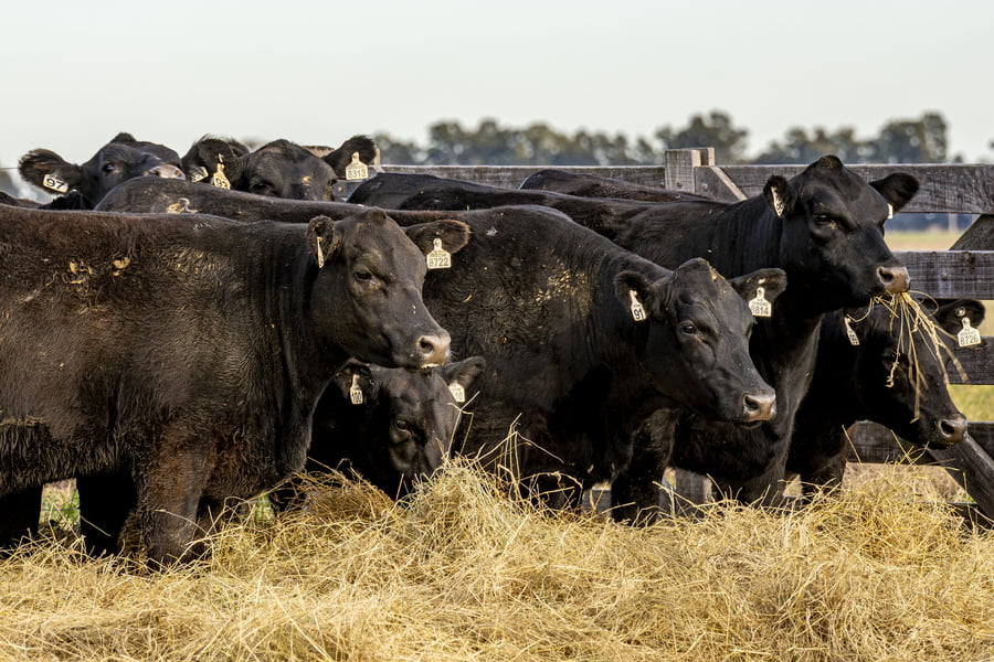 Lote VAQUILLONAS ANGUS PURAS CONTROLADAS