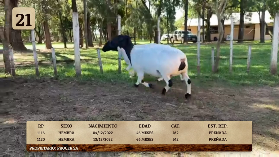 Lote LOTE 21