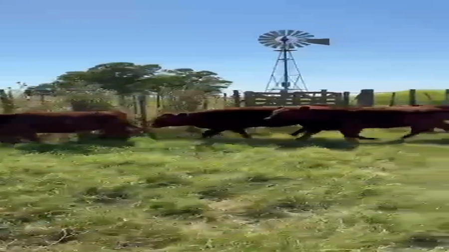 Lote 54 Terneros/as en Olavarria