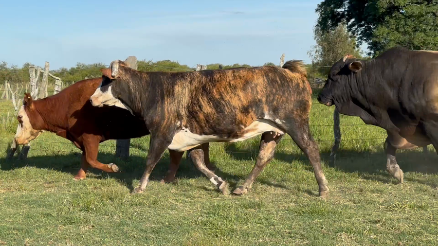 Lote 33 Vacas faena en Corrientes, Paso de Los Libres