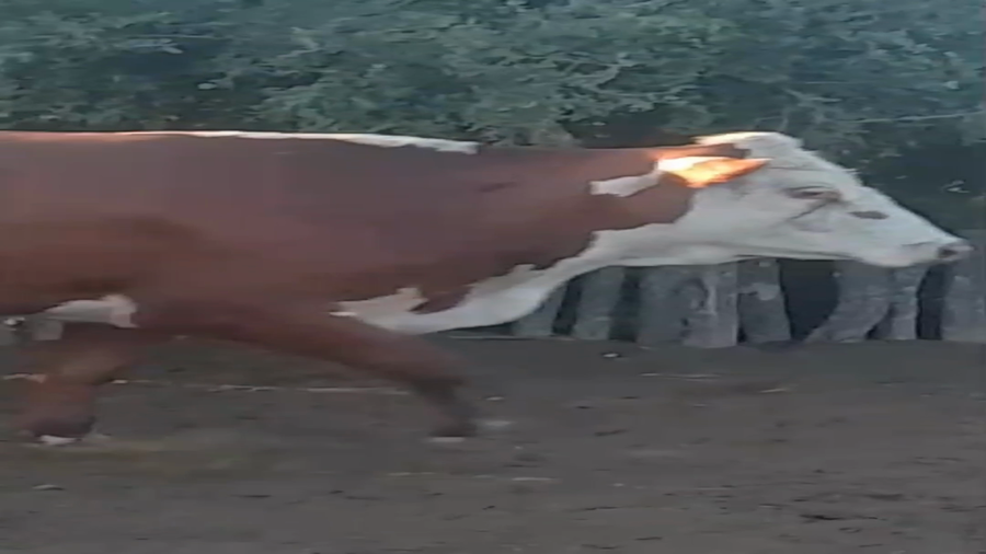 Lote 21 Vacas  en Corrientes, Mercedes