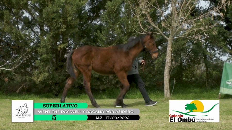 Lote SUPERLATIVO
