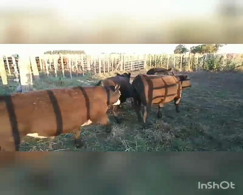 Lote 34 Terneros/as en Benito Juárez, Buenos Aires