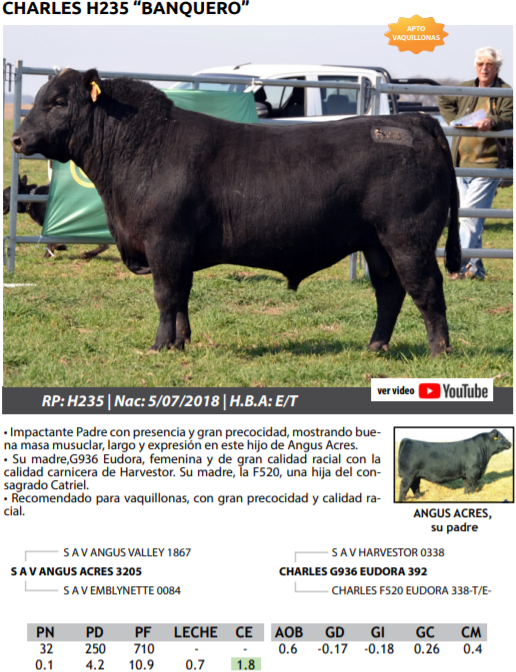Lote TOROS PEDRIGREE