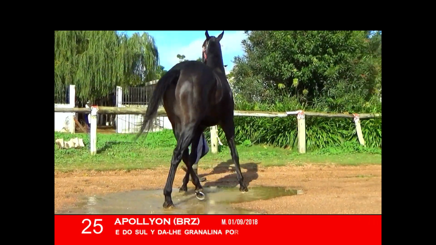 Lote APOLLYON (BRZ)