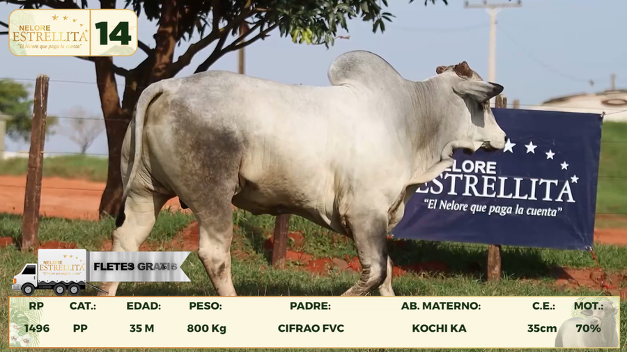 Lote LOTE 14