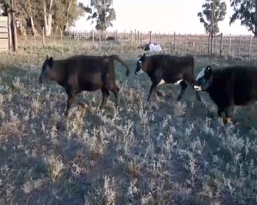 Lote 51 Terneras en Guaminí, Buenos Aires