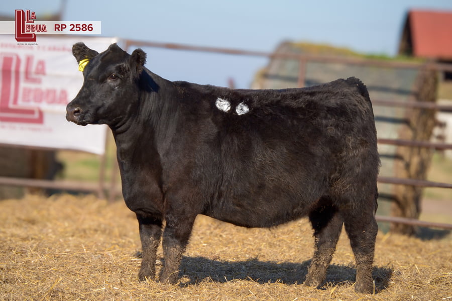 Lote VAQUILLONAS ANGUS  PP