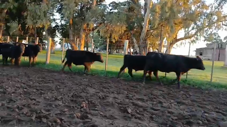 Lote 107 Terneros/as en Necochea