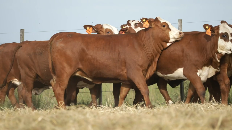 Lote Vaquilla Para Servicio