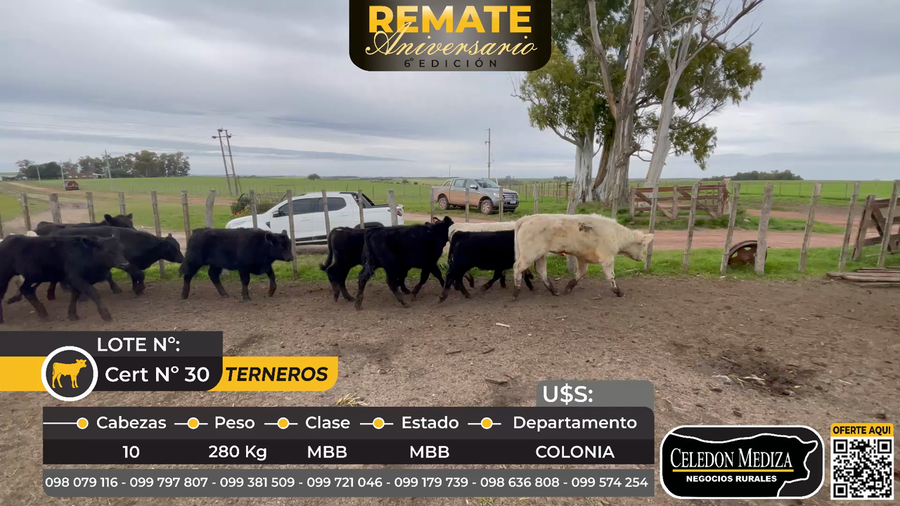 Lote 10 Terneros en Colonia