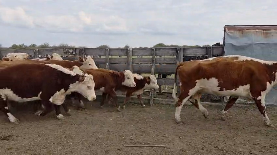 Lote 28 Vacas p/ invernar