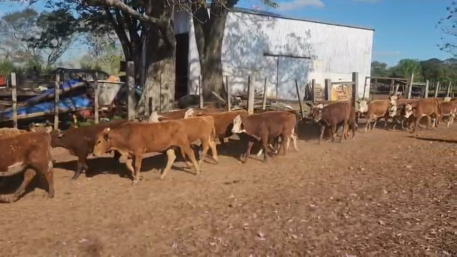 Lote 143 Terneros/as