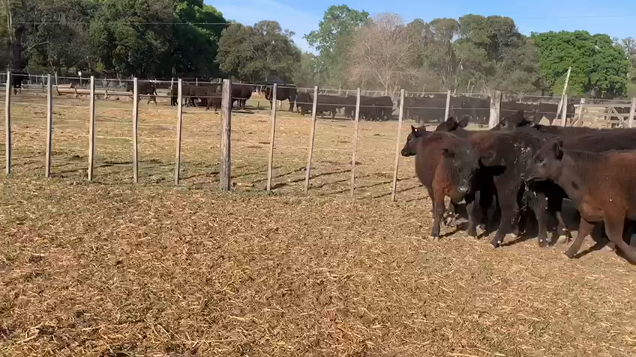 Lote 35 Terneras en San Andrés de Giles, Buenos Aires