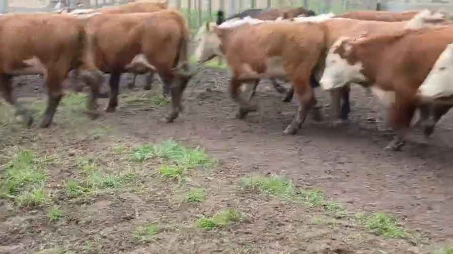 Lote 91 Novillitos en Buenos Aires, Daireaux