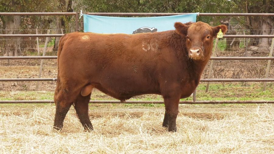 Lote TOROS ANGUS COLORADOS  PC