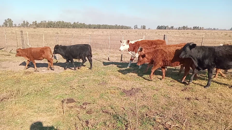 Lote 20 Terneros/as Braford y sus cruzas en Naré, Santa Fe