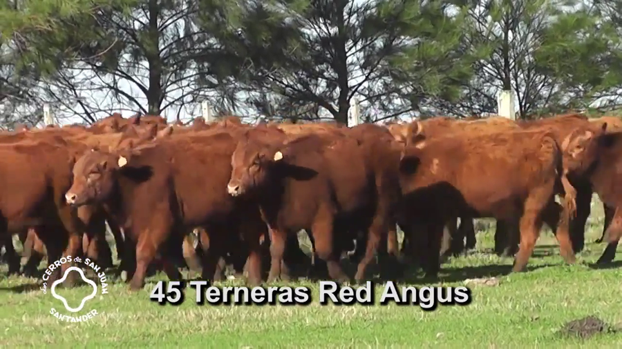 Lote TERNERAS RED ANGUS