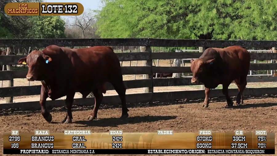Lote LOTE 132