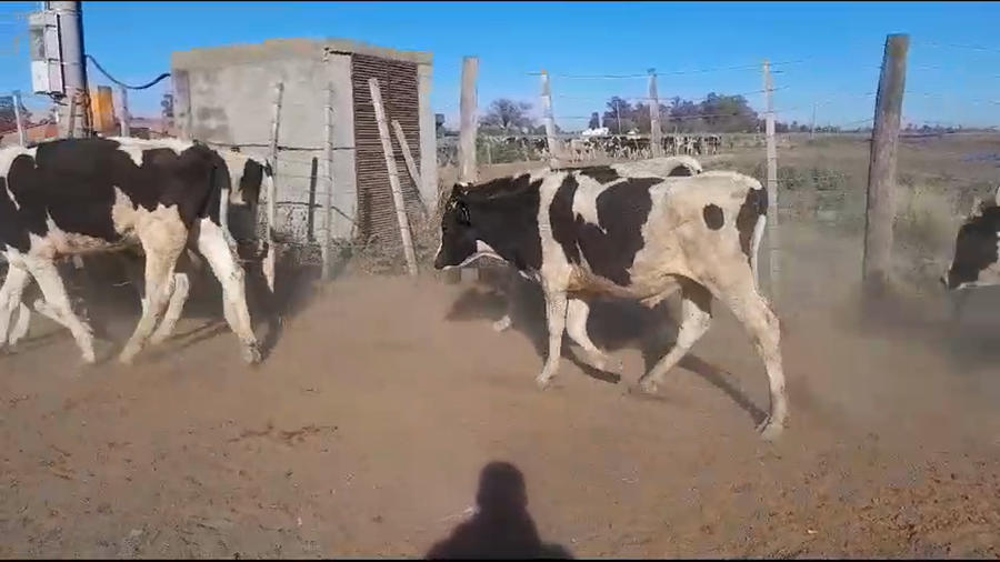 Lote 50 Novillitos Holando Argentino en Morteros, Córdoba