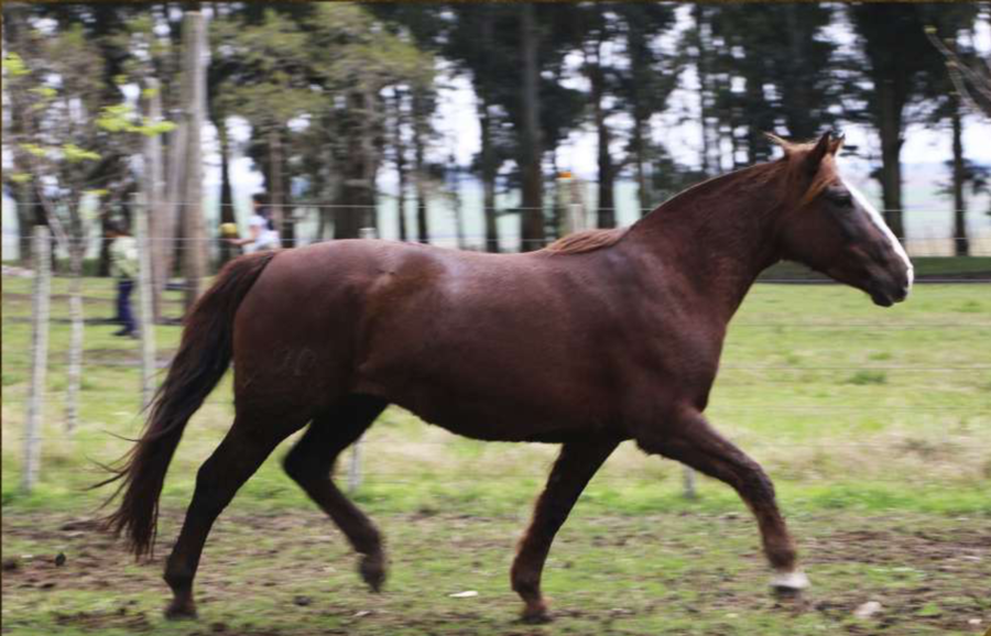 Lote Damajuana del Conventos
