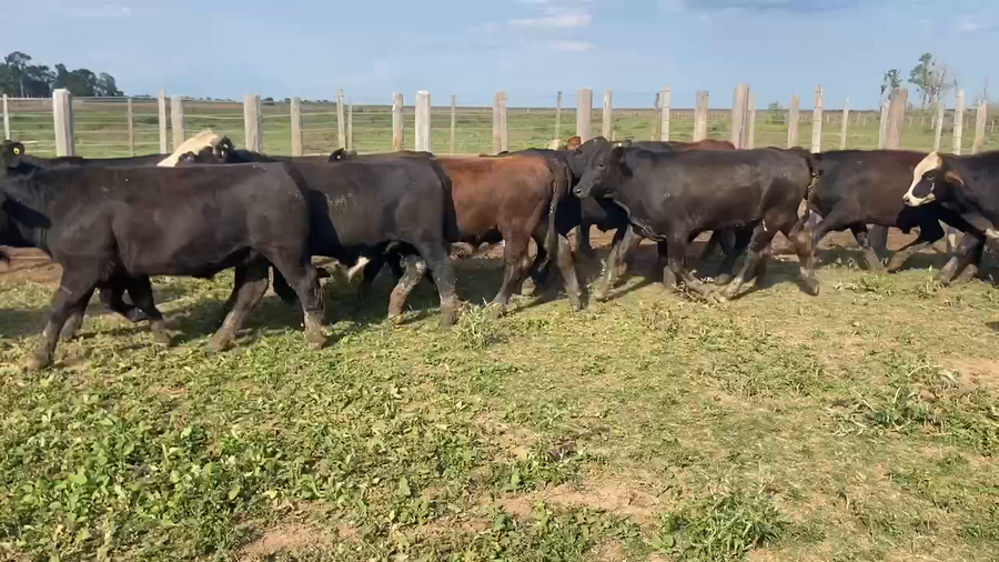 Lote 80 Novillitos en Pirané, Formosa
