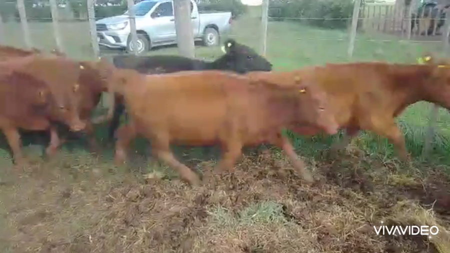 Lote 43 Terneros/as en Benito Juárez, Buenos Aires