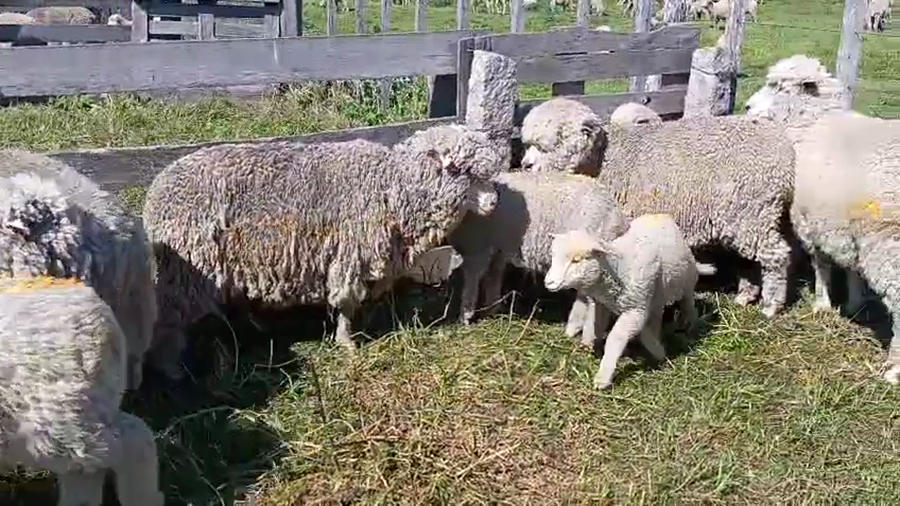 Lote 20 Piezas de cría a remate en Pantalla Camy, San José