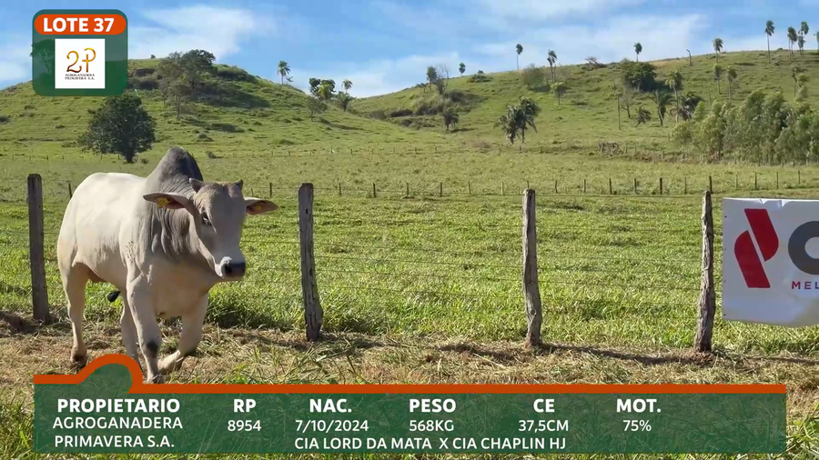 Lote 2P PRIMAVERA