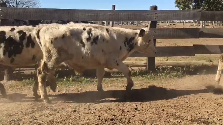 Lote 20 Novillos Holando Argentino y cruzas en Sunchales, Santa Fe