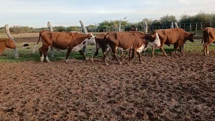 Lote 28 Vacas de invernar en Corrientes, Perugorría