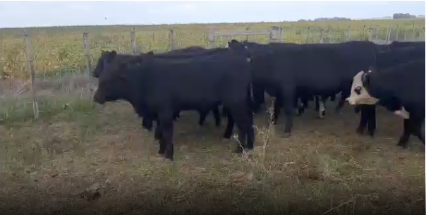 Lote 72 Terneros en San José