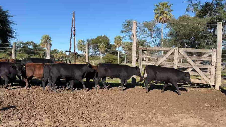 Lote 34 Terneras