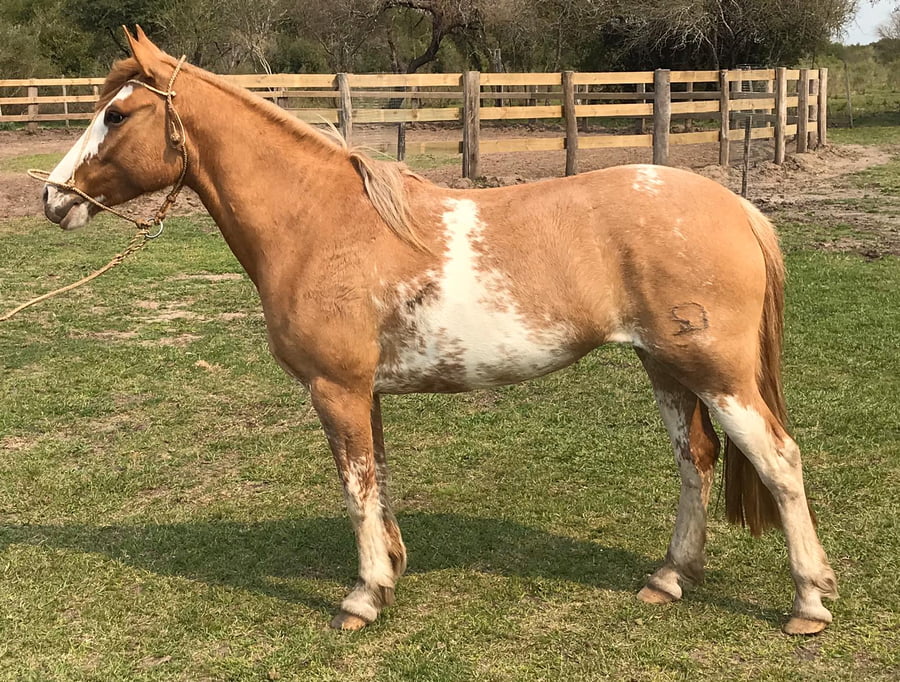 Lote Correntina Gaitera