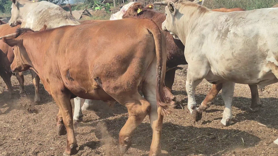 Lote 45 Novillo Gordo en Linares, VII  Región Maule