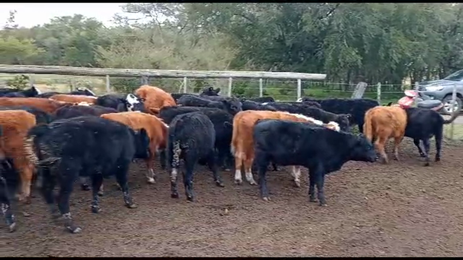 Lote 40 Terneros/as en Chascomús, Buenos Aires