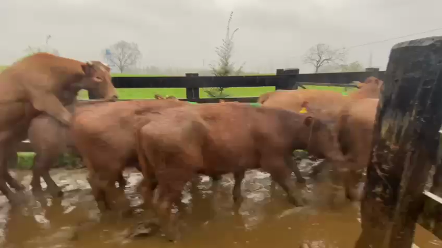 Lote 40 Novillo Engorda en Los Lagos, XIV Región Los Ríos