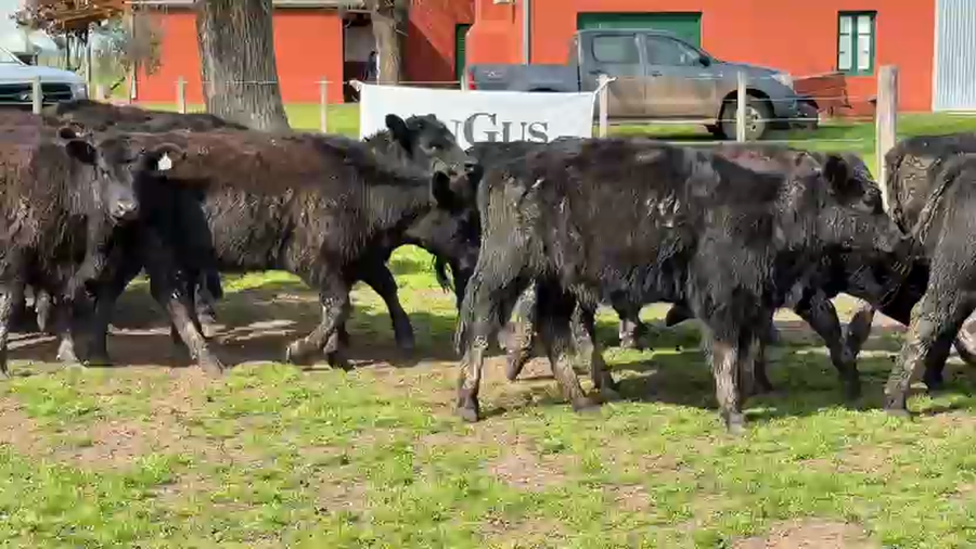 Lote 38 Terneras