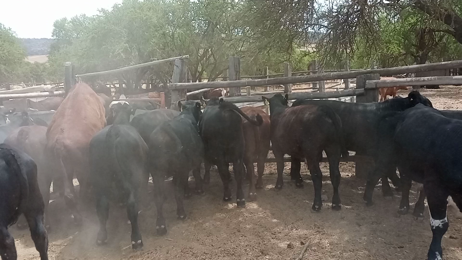 Lote 35 Ternero en San Pedro, Región Metropolitana