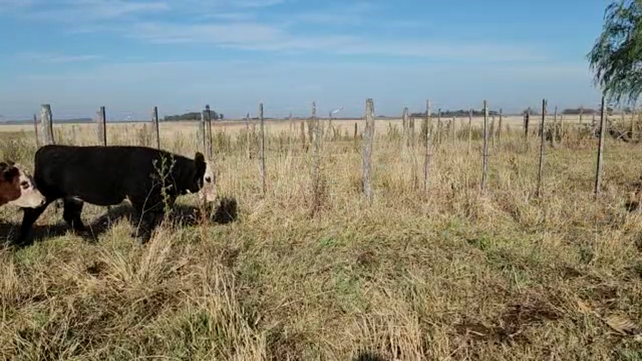 Lote 35 Terneros/as en Bolívar, Buenos Aires