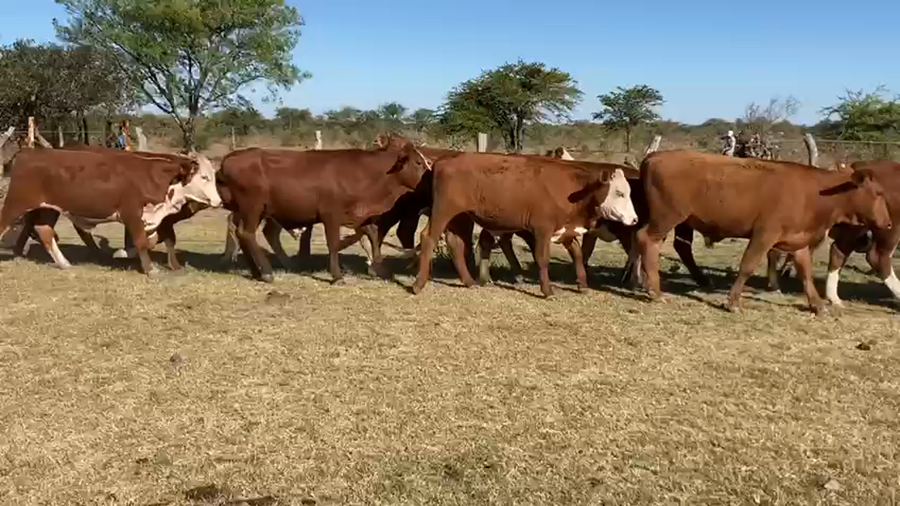 Lote 48 Novillos en Mercedes, Corrientes