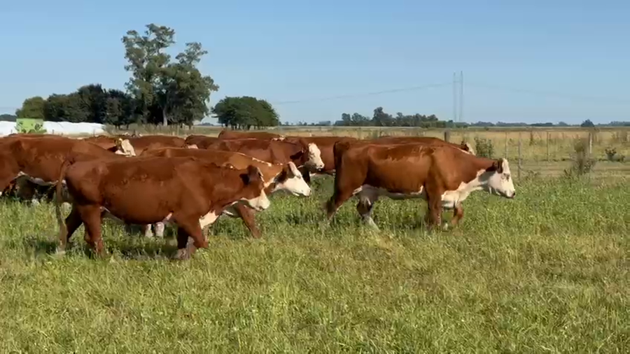 Lote 30 Vacas nuevas Preñadas en Buenos Aires, Ranchos
