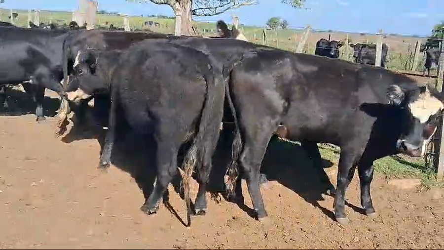 Lote 27 vaquillonas cruzas negras