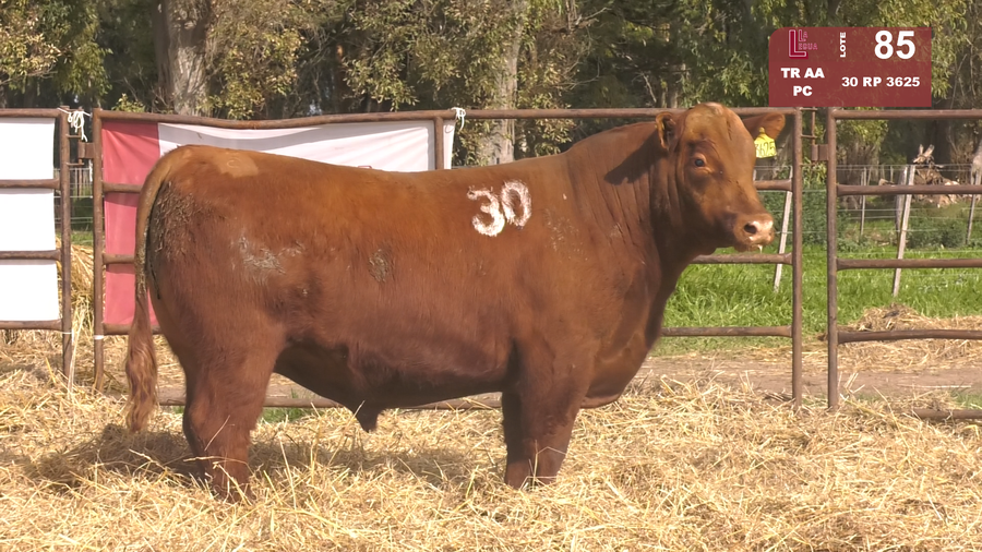 Lote TOROS ANGUS COLORADOS  PC