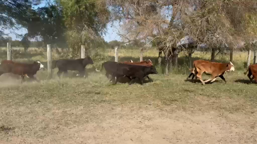 Lote 124 Terneros/as en Chaco, Machagai