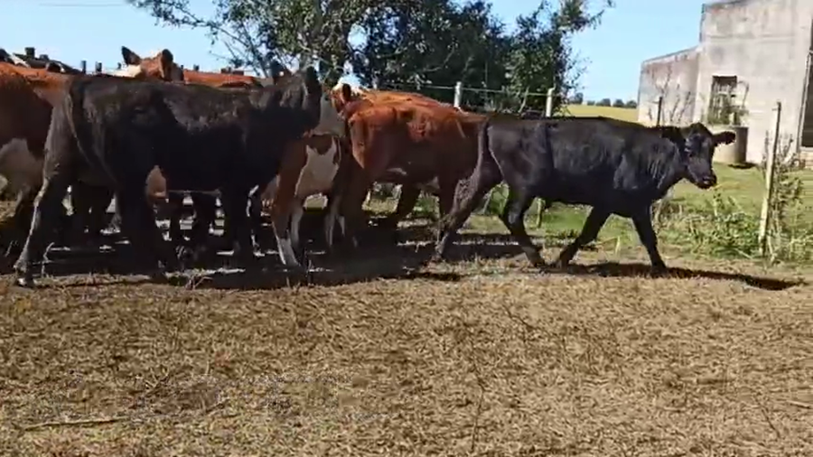 Lote NOVILLOS DE 1 A 2