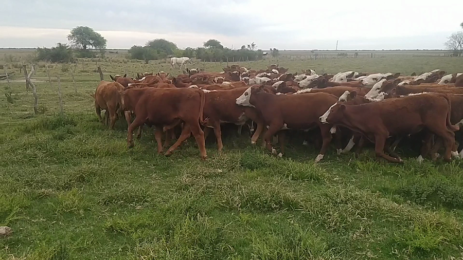 Lote 120 Terneros en Chavarría, Corrientes