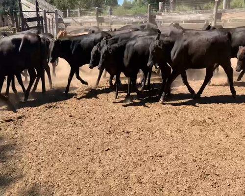 Lote 50 Vaquillonas en Juan José Castelli, Chaco